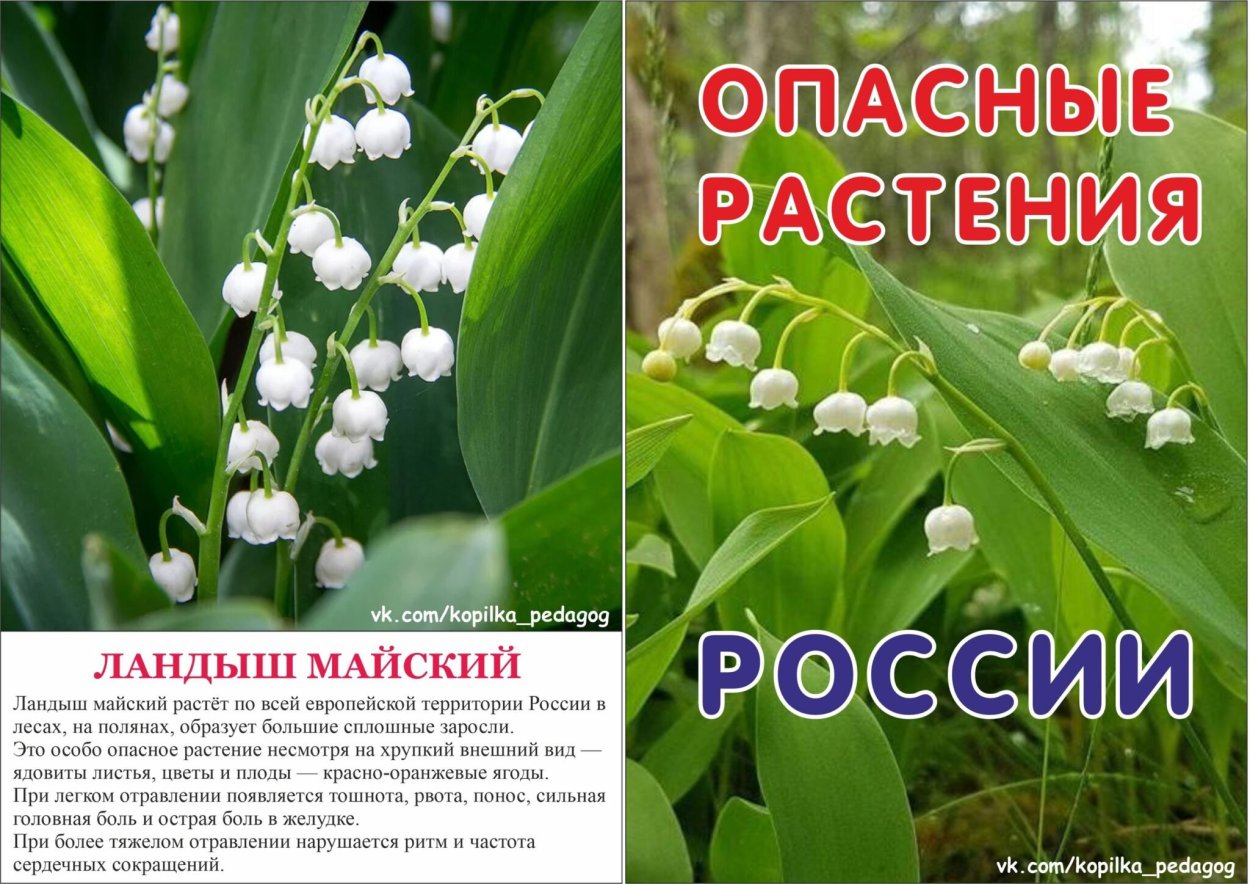 Ландыш ядовитое растение или нет
