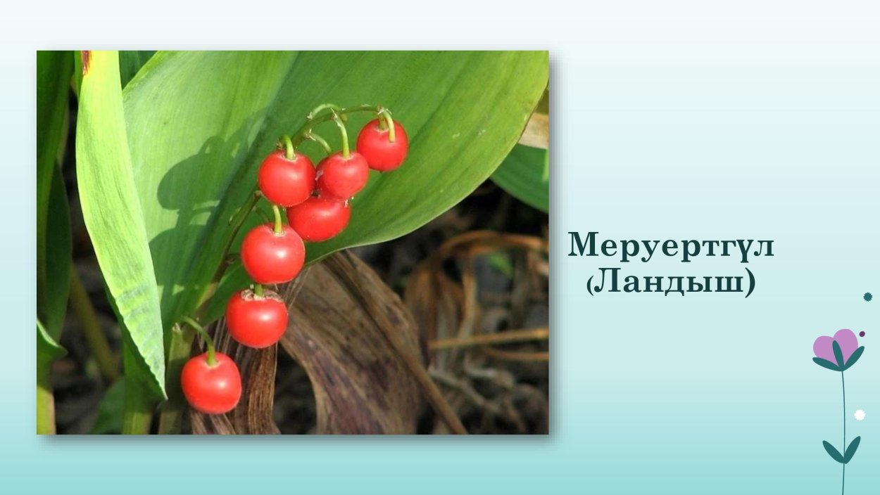 Ландыш Майский ягоды ядовиты