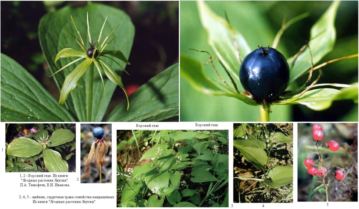 Ягодные растения Якутии