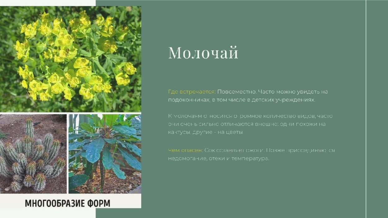 Молочай (растение) список ядовитых растений