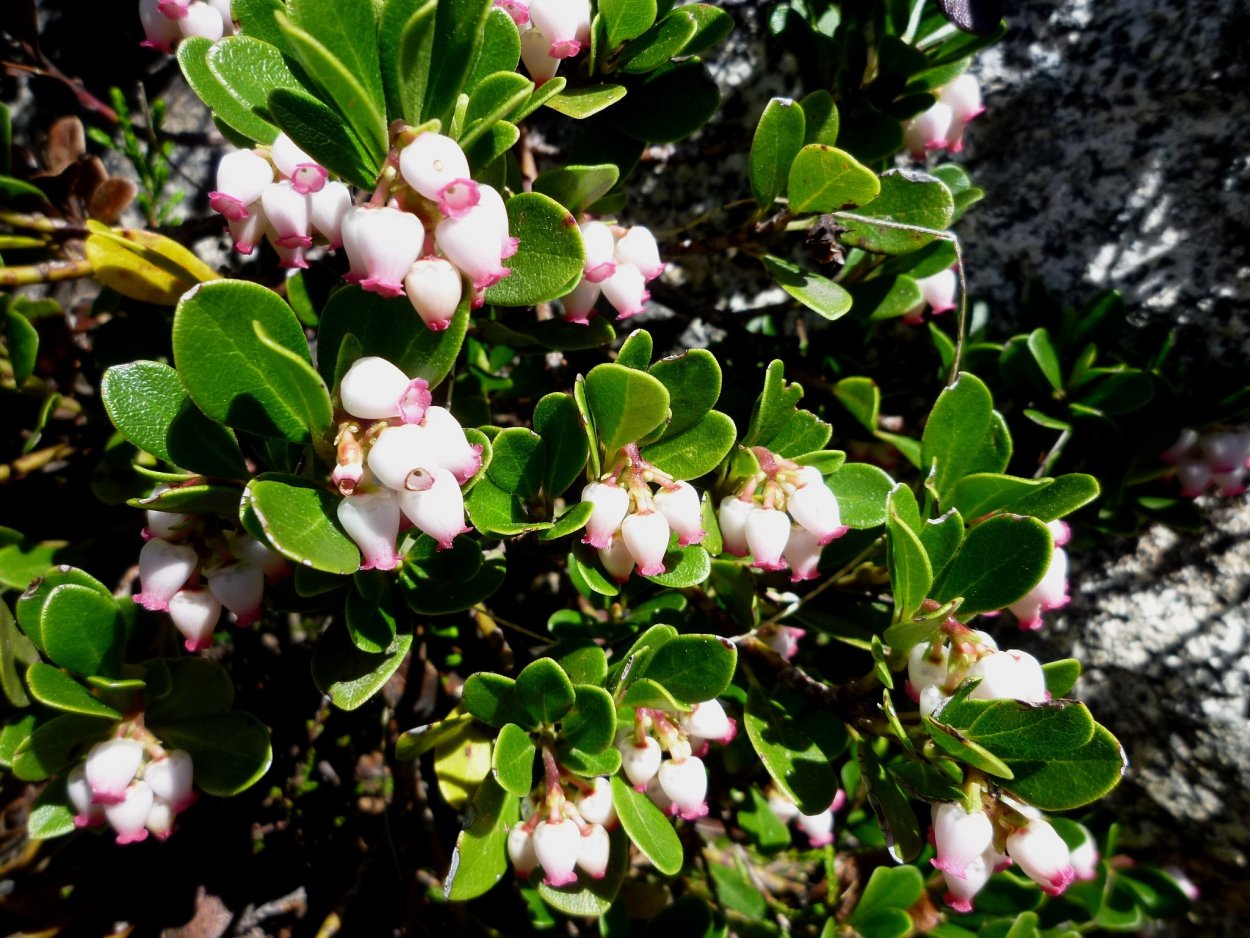 Толокнянка обыкновенная (Arctostaphylos UVA-ursi (l.) Spreng.)