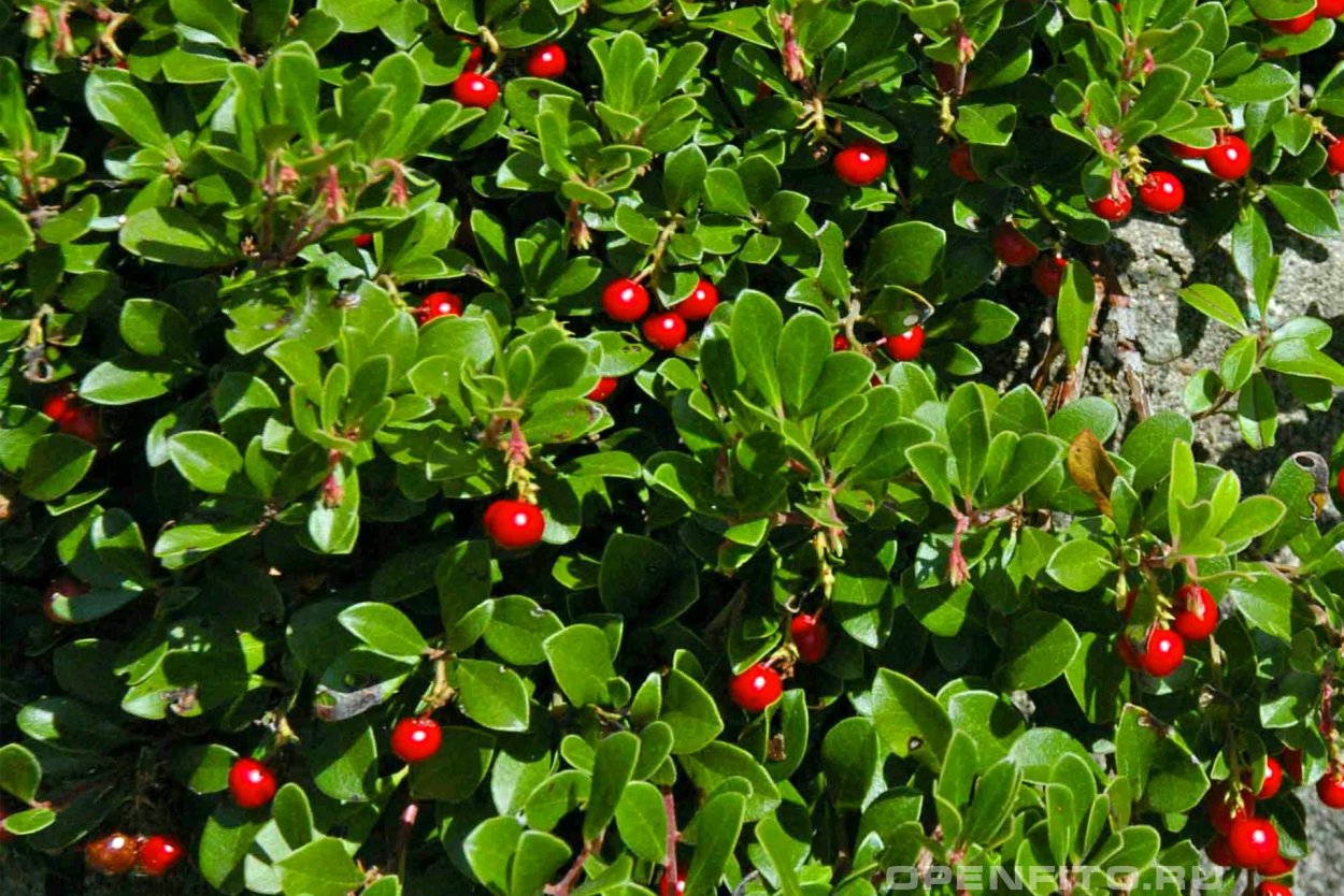 Толокнянка обыкновенная (Arctostaphylos UVA-ursi (l.) Spreng.)