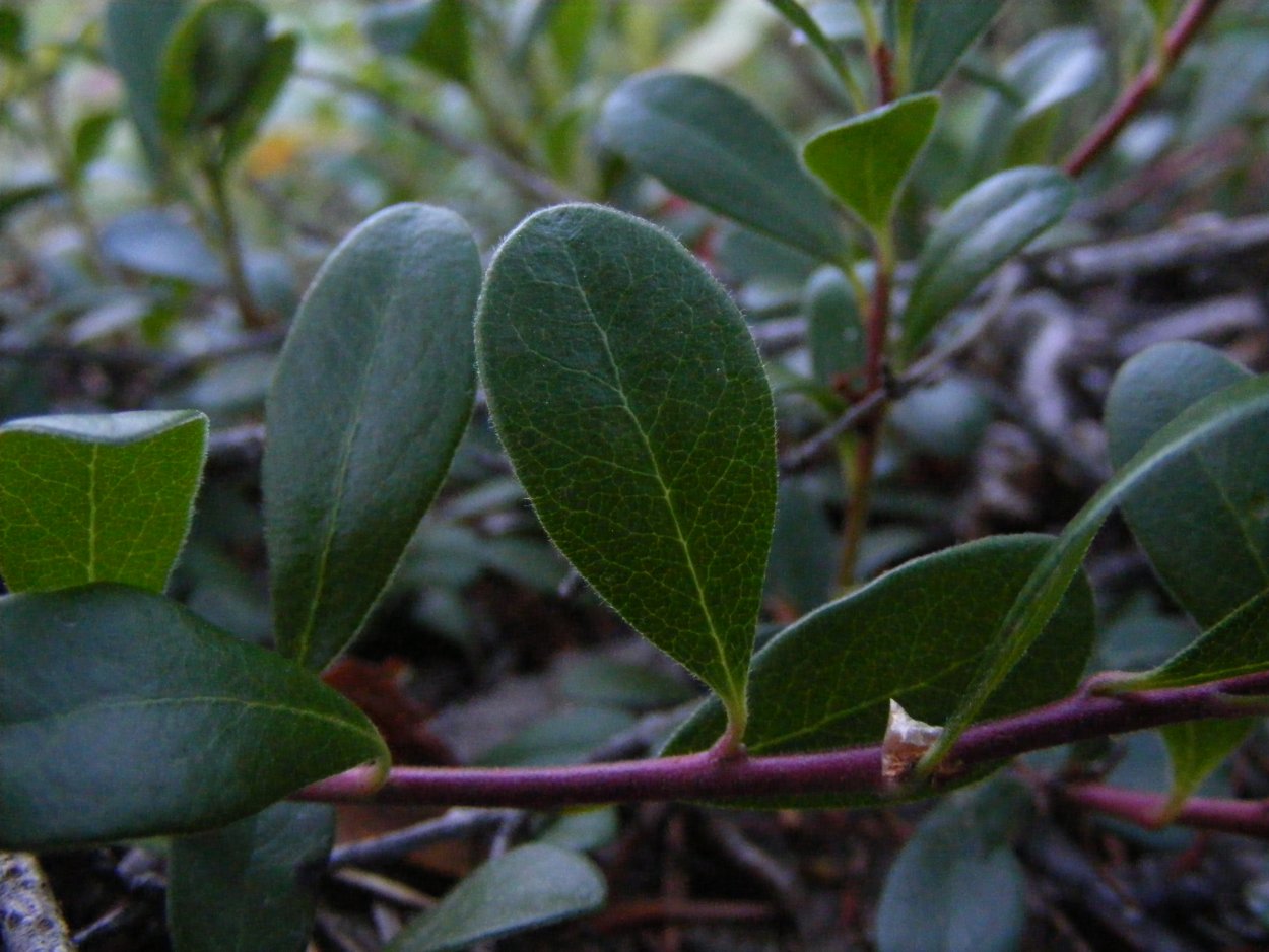 Медвежьи ушки трава