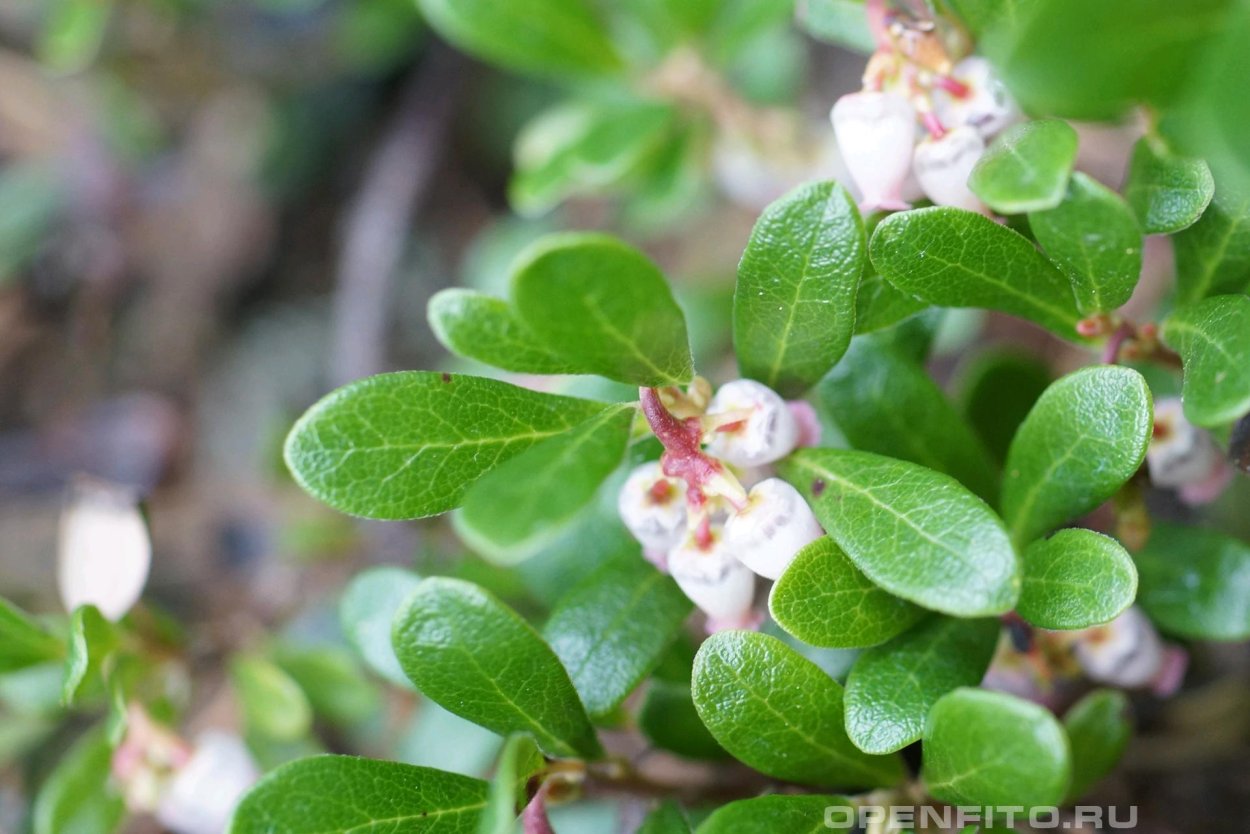 Толокнянки обыкновенной листья ФС