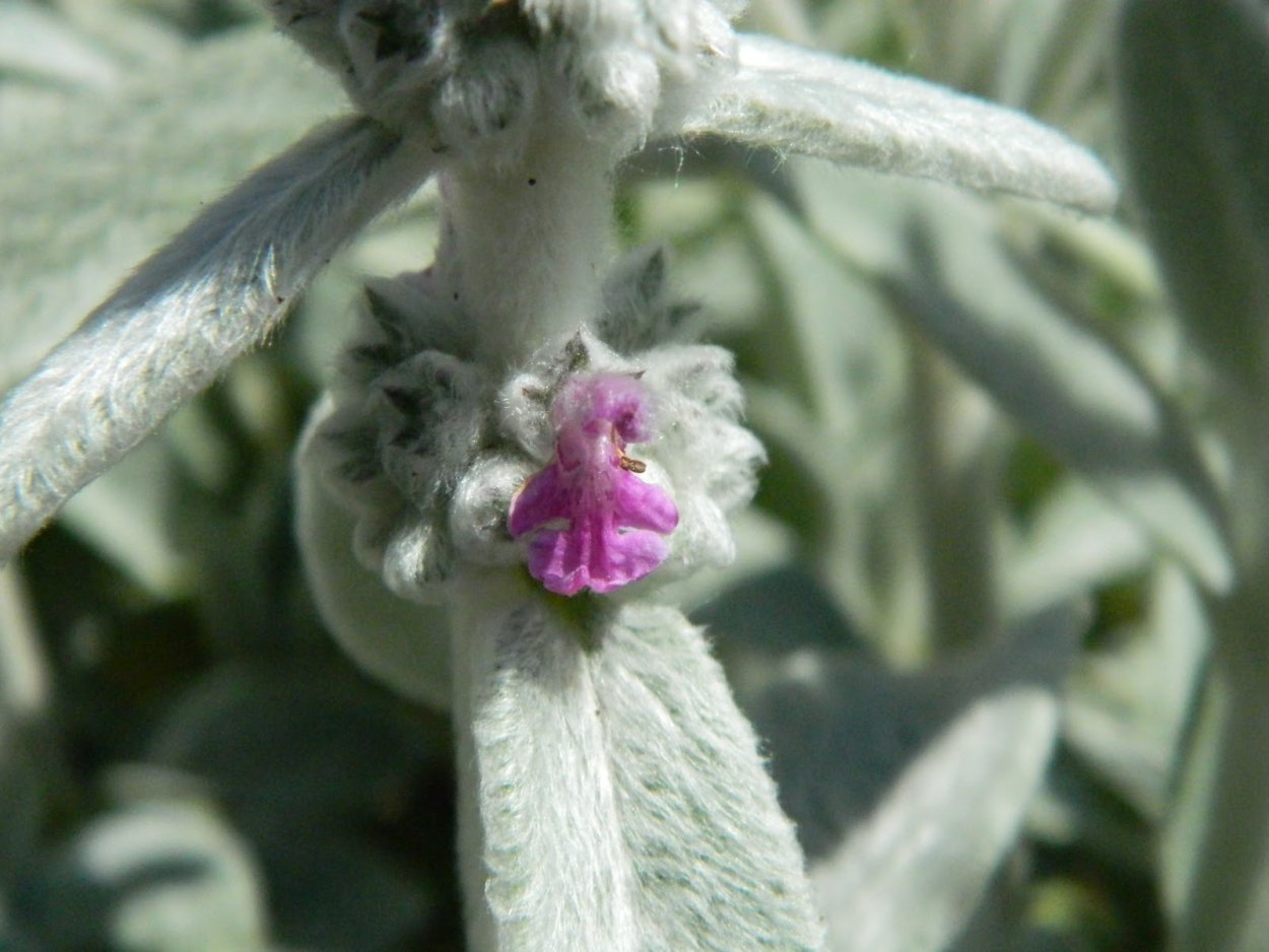 Медвежьи ушки цветок комнатный