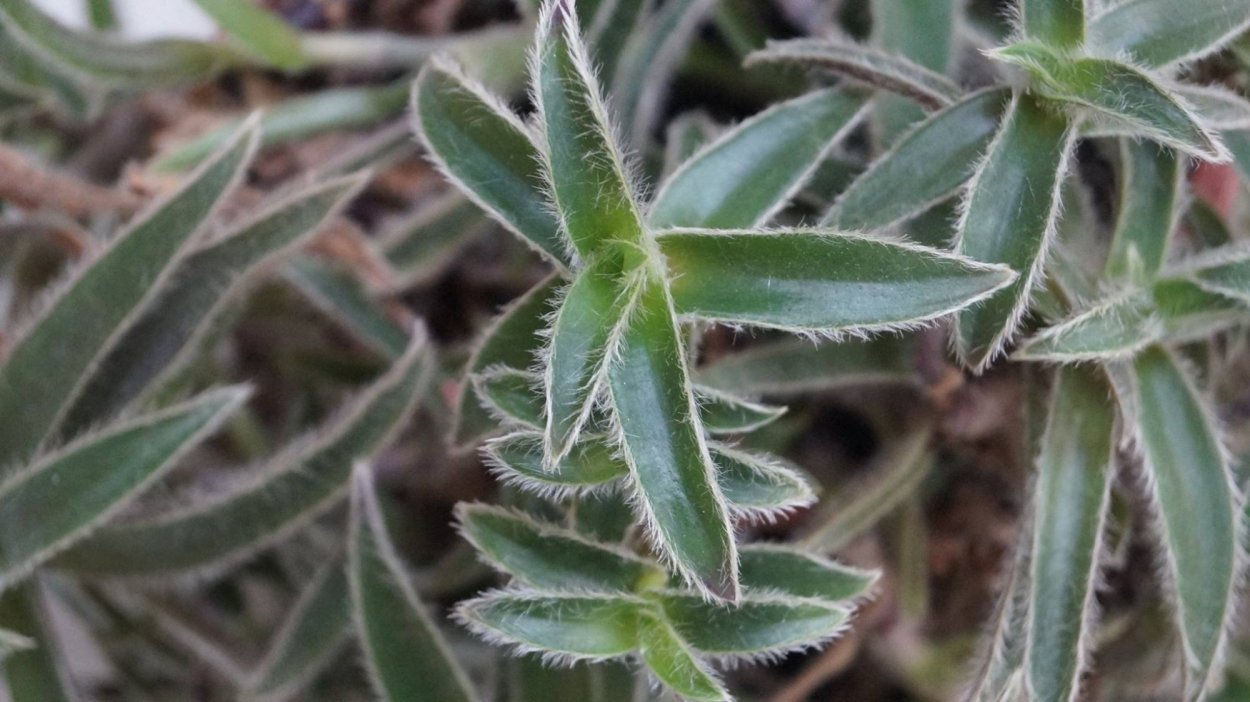 Традесканция с опушенными листьями