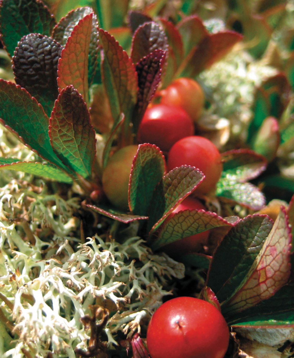 Толокнянка обыкновенная Медвежье ушко