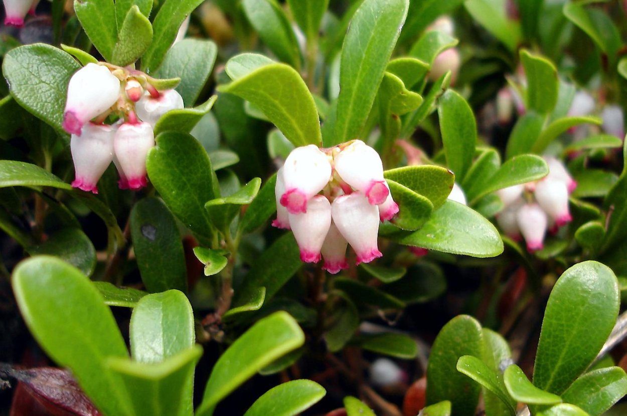 Толокнянка в Узбекистане