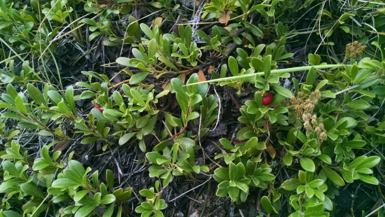 Толокнянка войлочная ареал