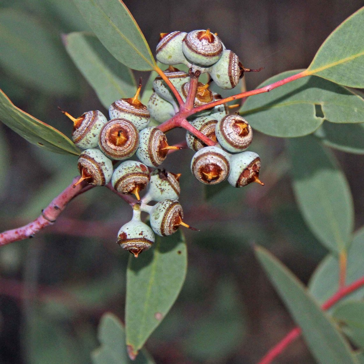 Eucalyptus tetraptera