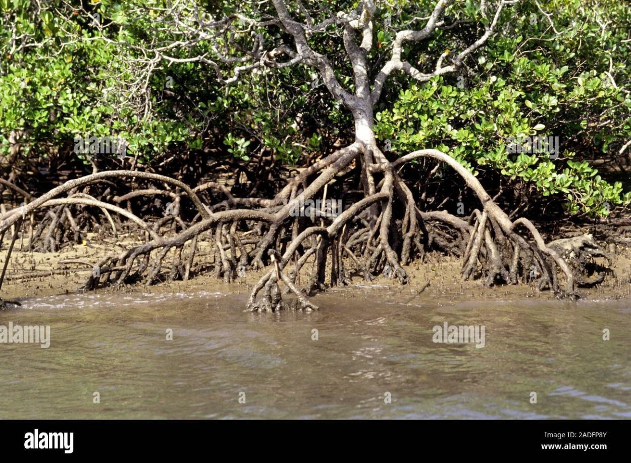 Ива ломкая дыхательные корни
