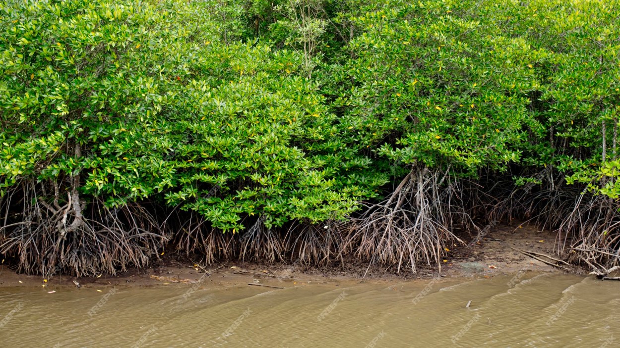 Мангровые леса ударение