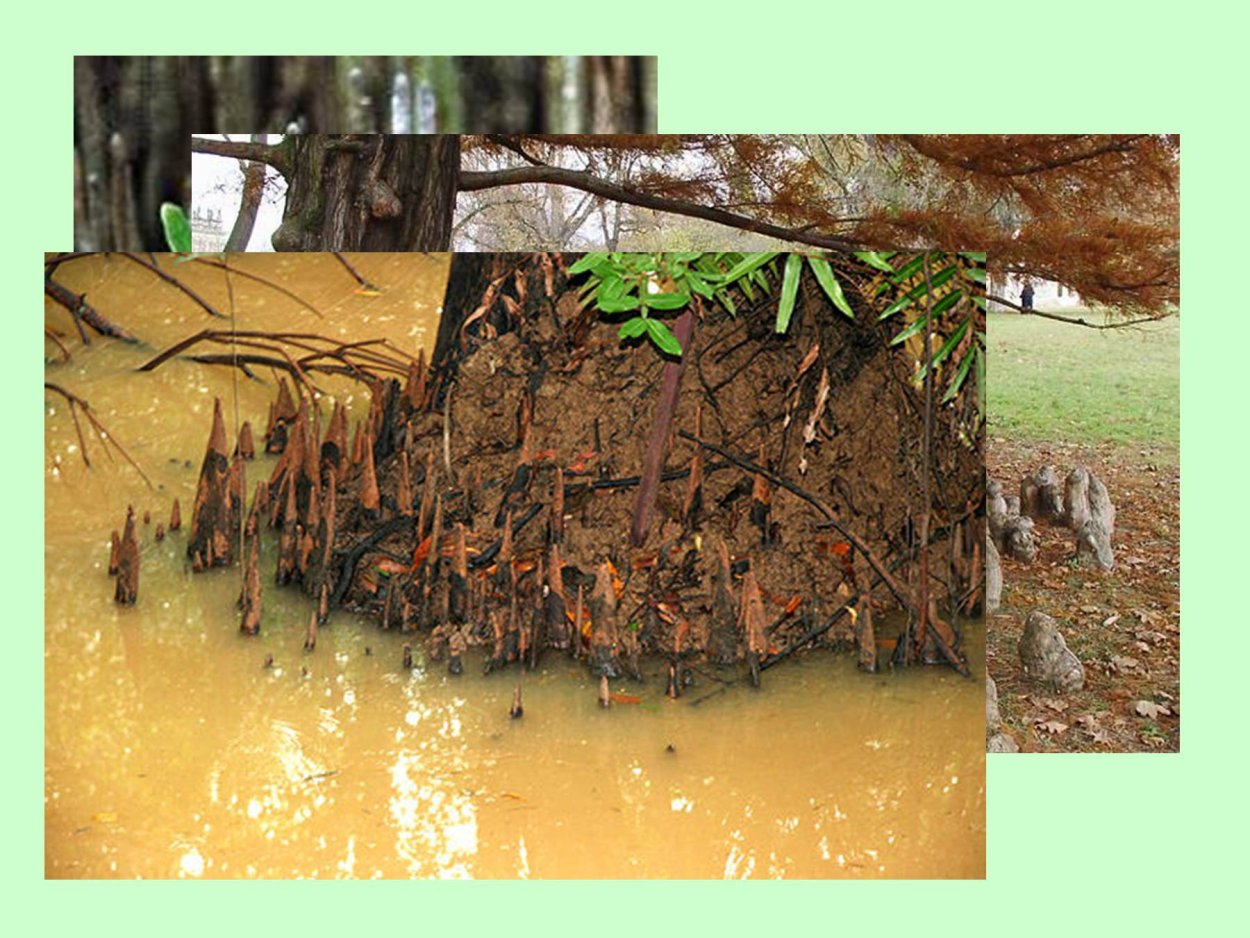 Видоизменённые корни болотного кипариса