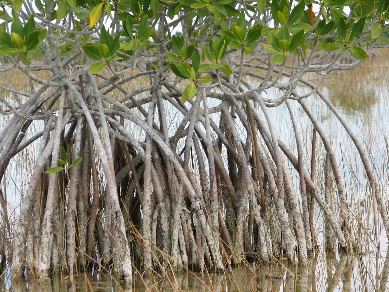 Ходульные корни мангровые