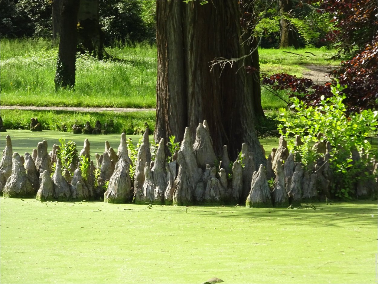 Дыхательные корни ивы