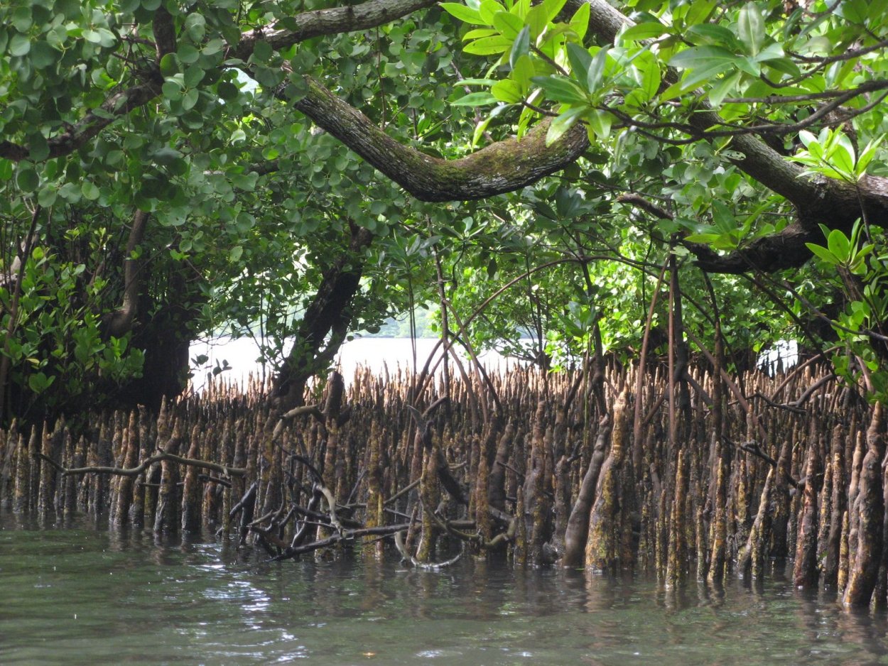 Дыхательные корни мангры