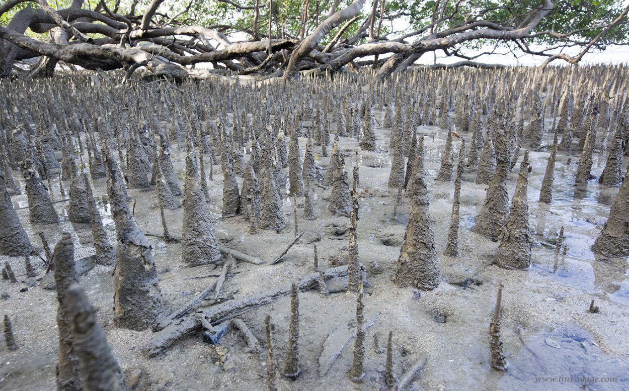 Дыхательные корни мангры