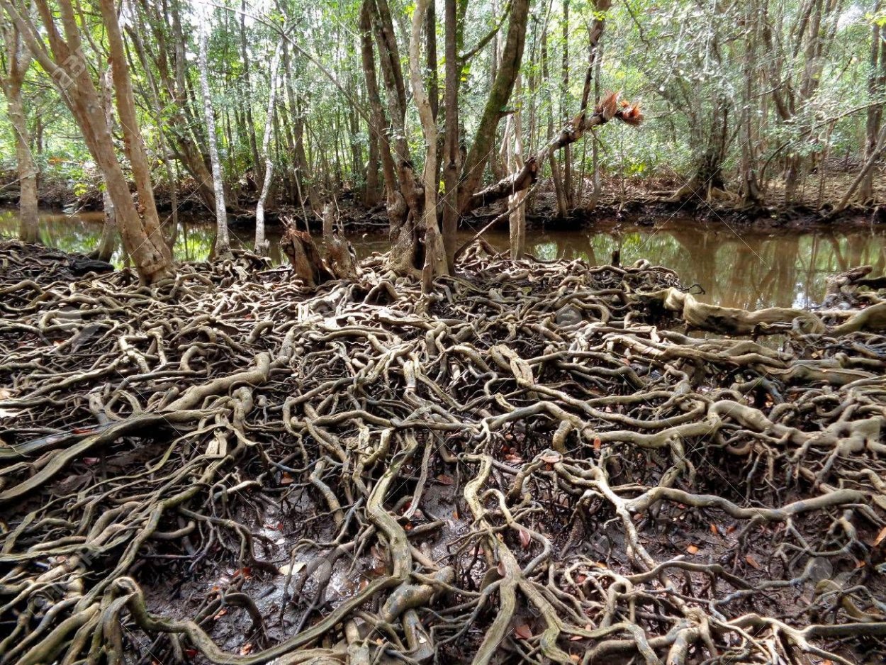 Вырубка мангровых лесов