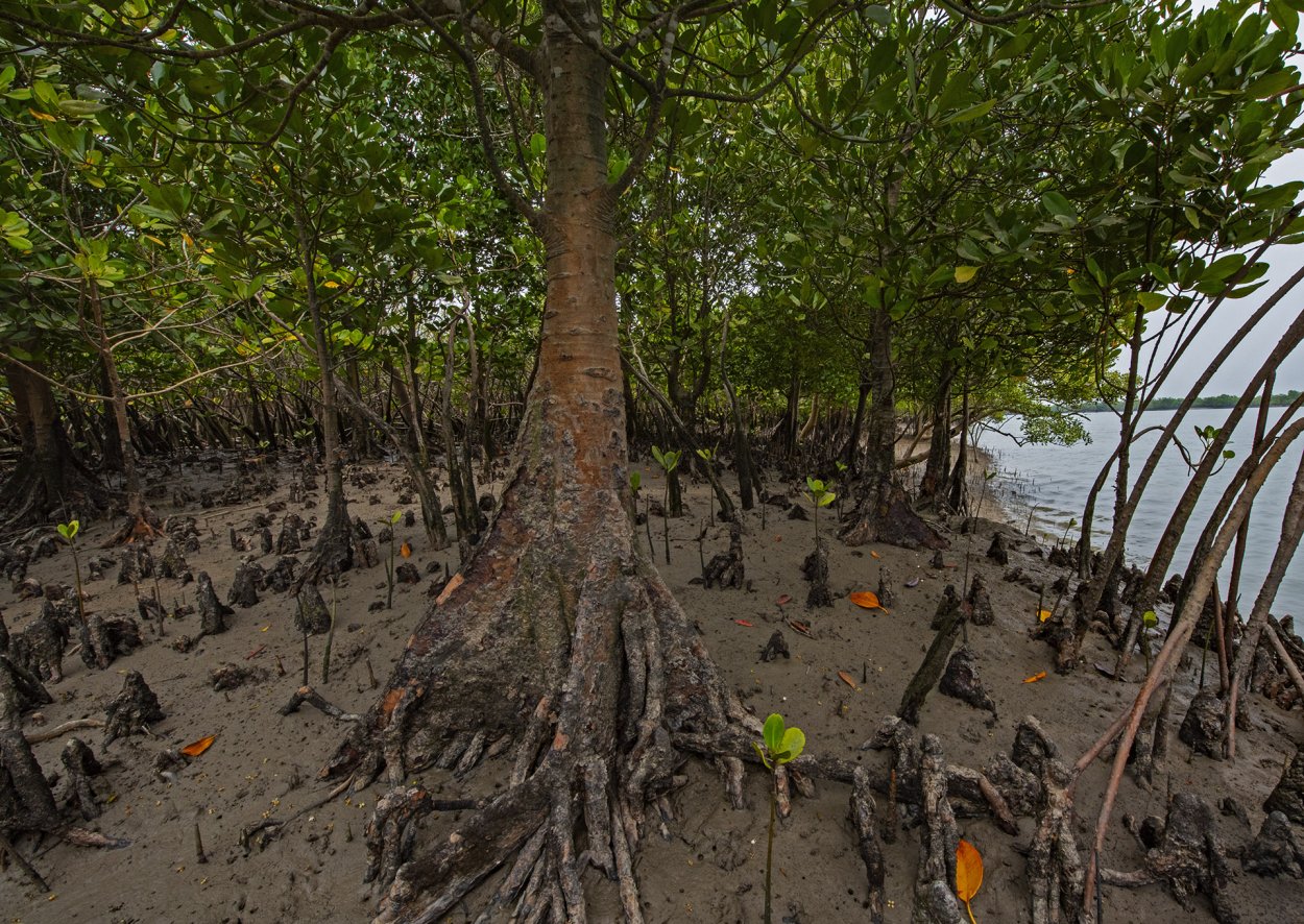 Сундарбан жилище