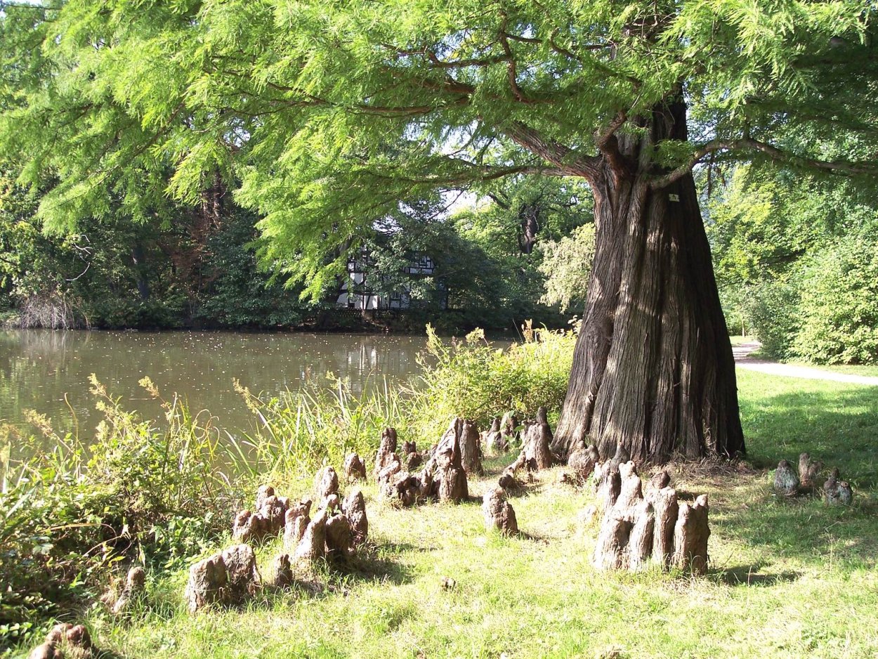 Болотный Кипарис Таксодиум корни