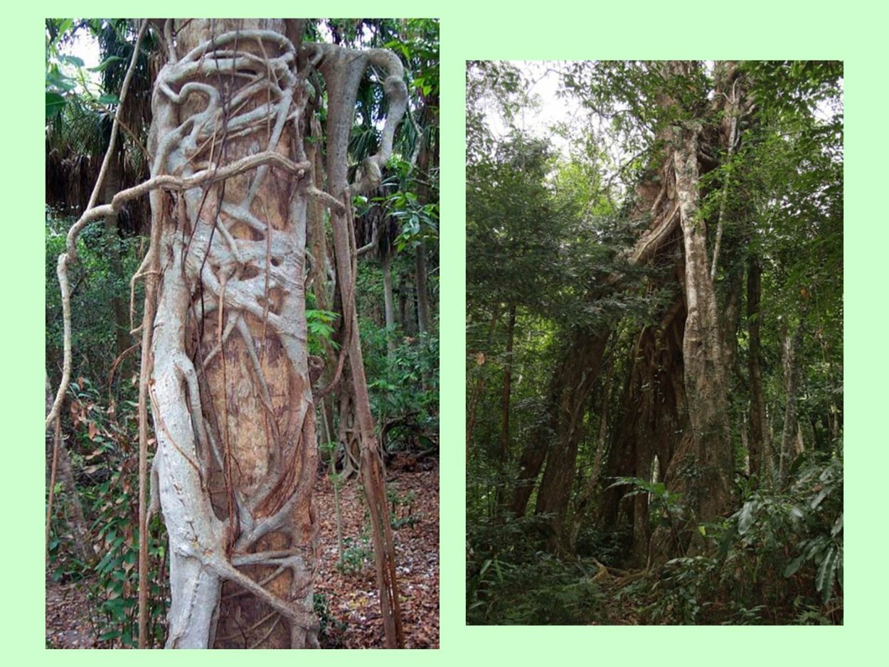 Ходульный корневые системы