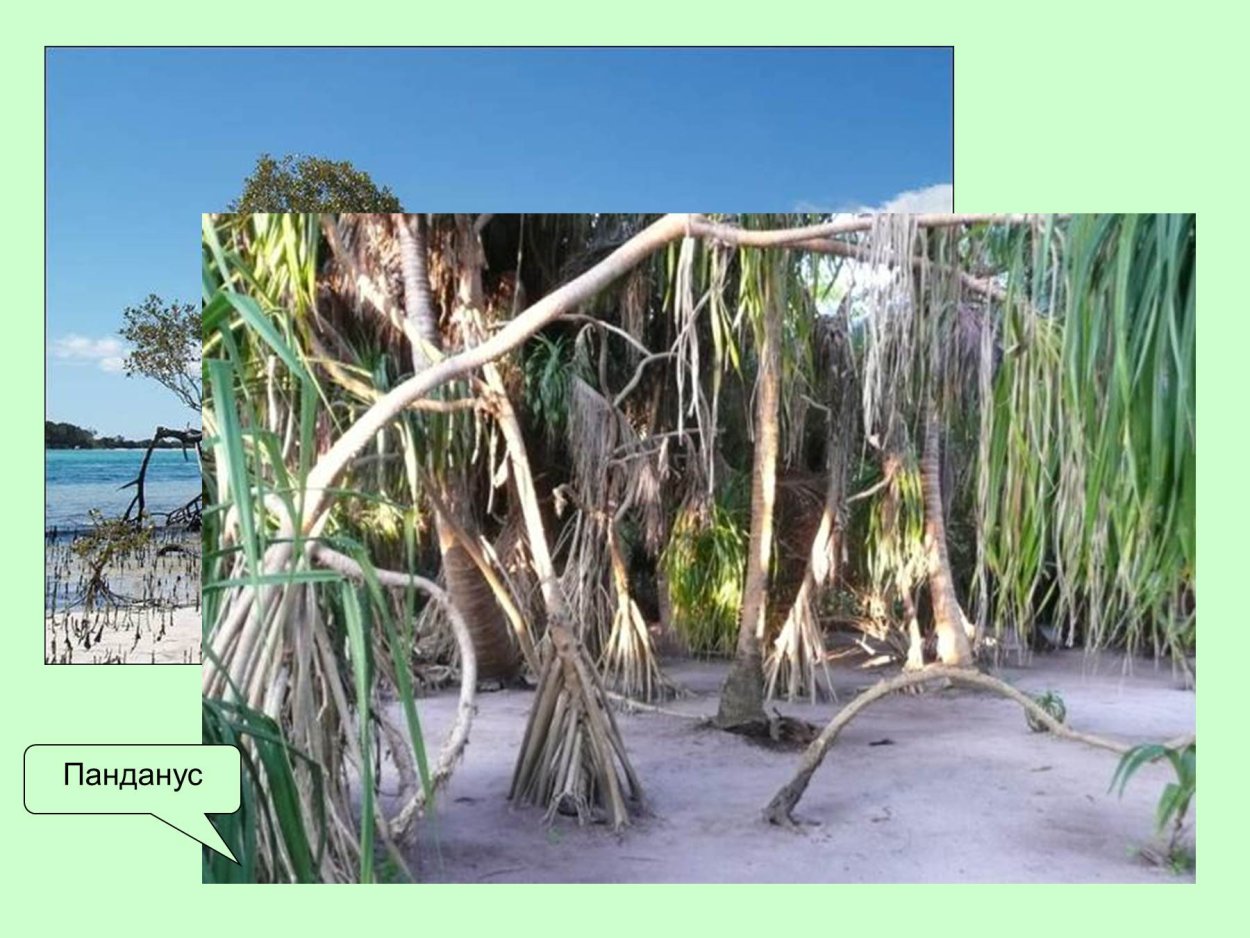Ходульные корни пандануса
