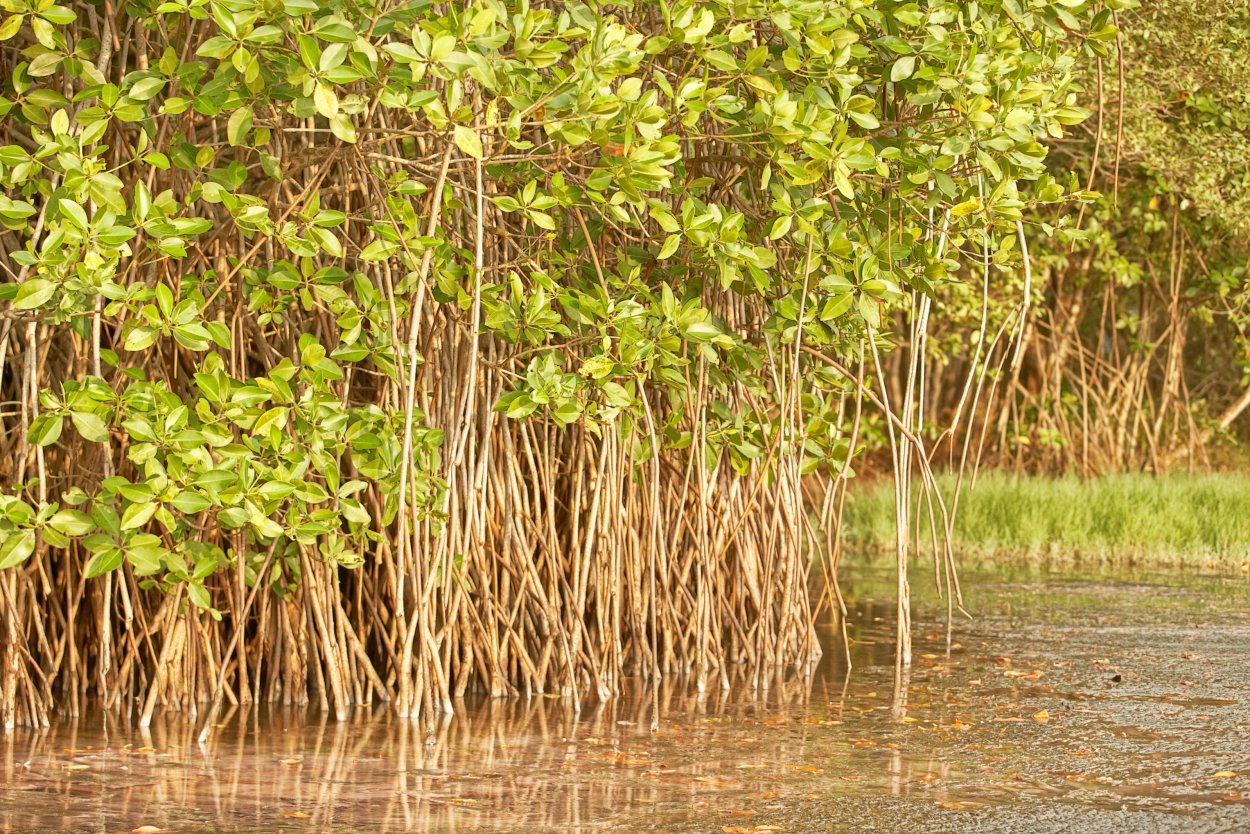 Мангровые леса Австралии