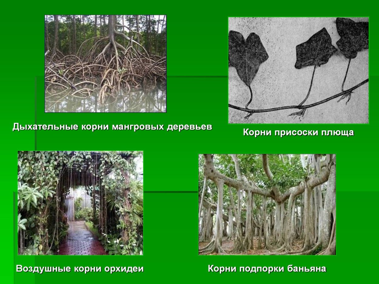 Дыхательные корни мангры