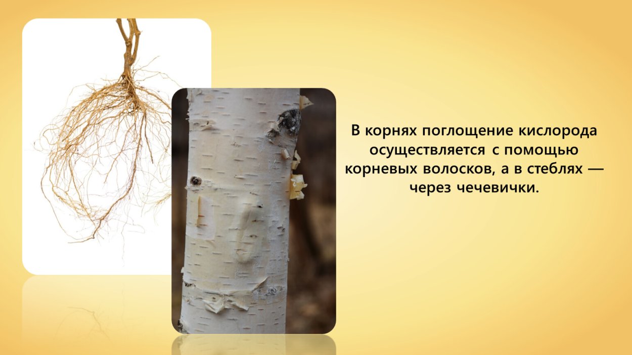 Корневое дыхание растений