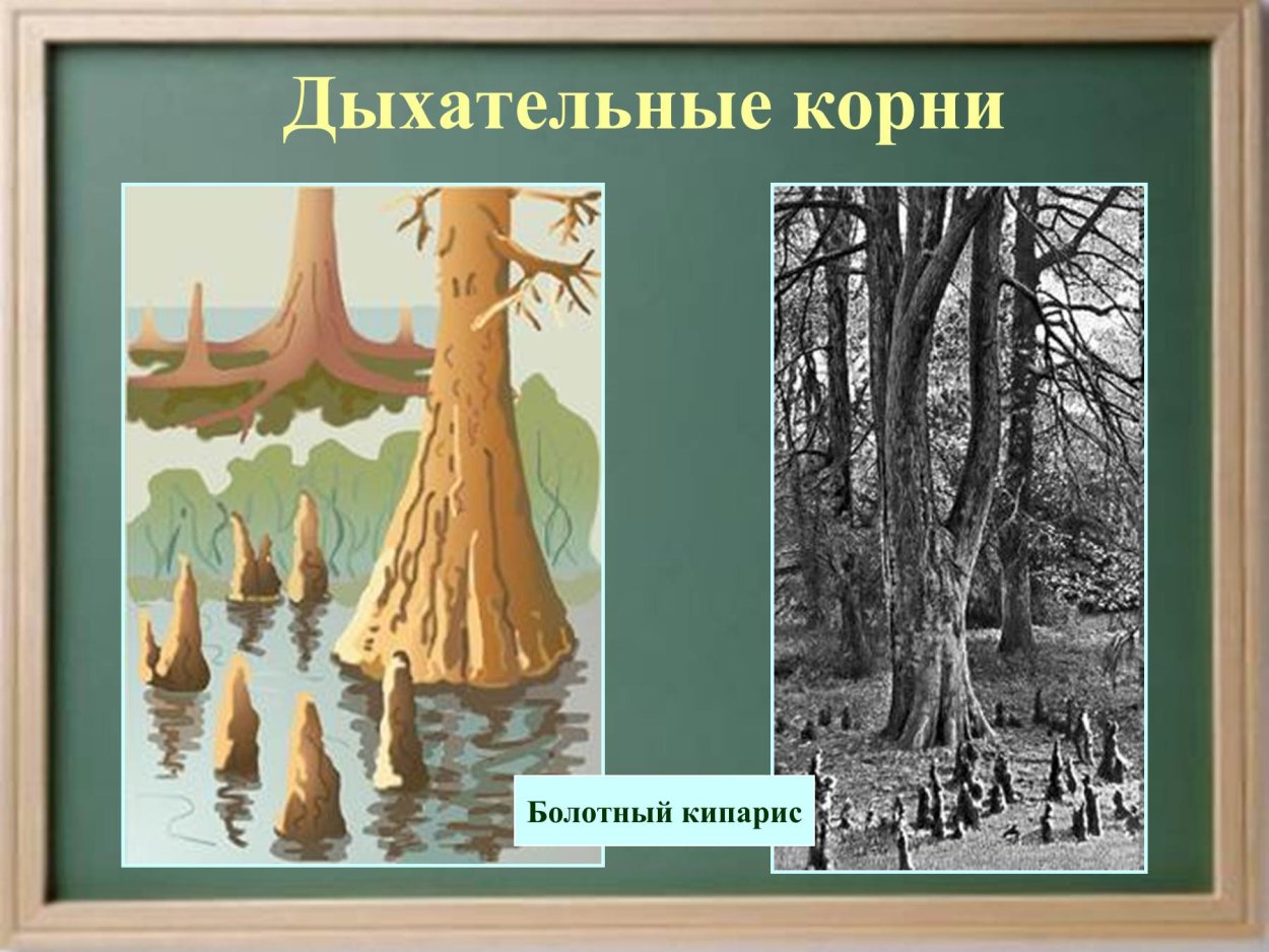 Дыхательные корни болотного кипариса