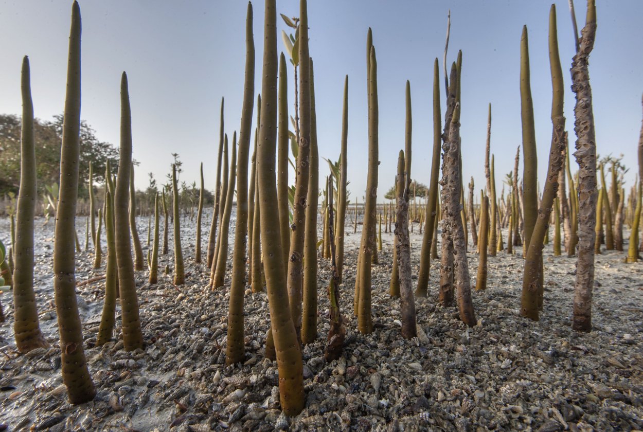 Пневматофоры авиценнии