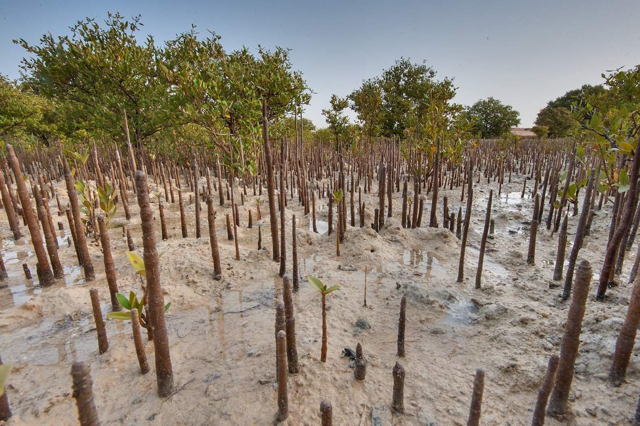 Дыхательные корни мангры