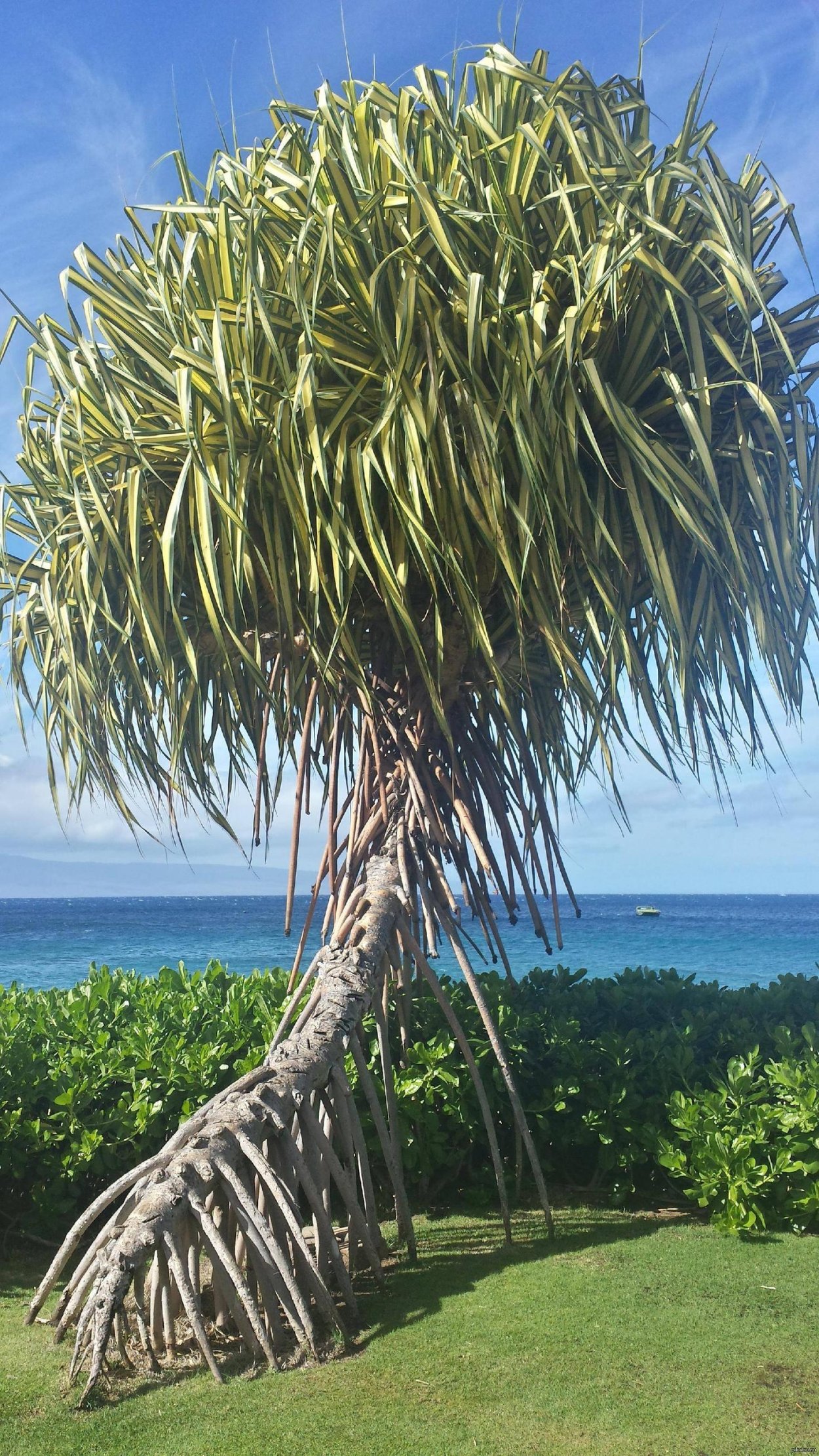 Мангровая Пальма корни