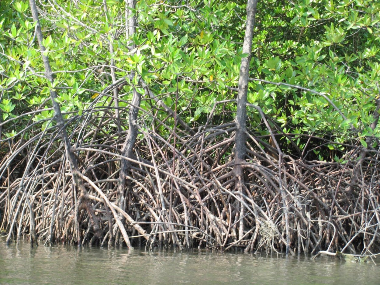 Ходульные корни баньяна