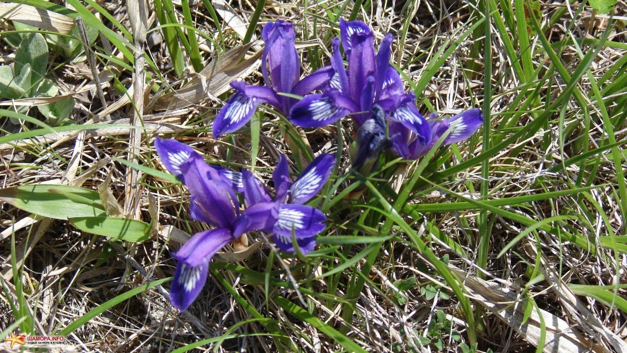 Цветы Кукушкины слезки Лесные