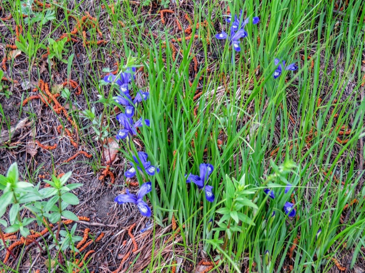 Цветы Кукушкины слезки Лесные