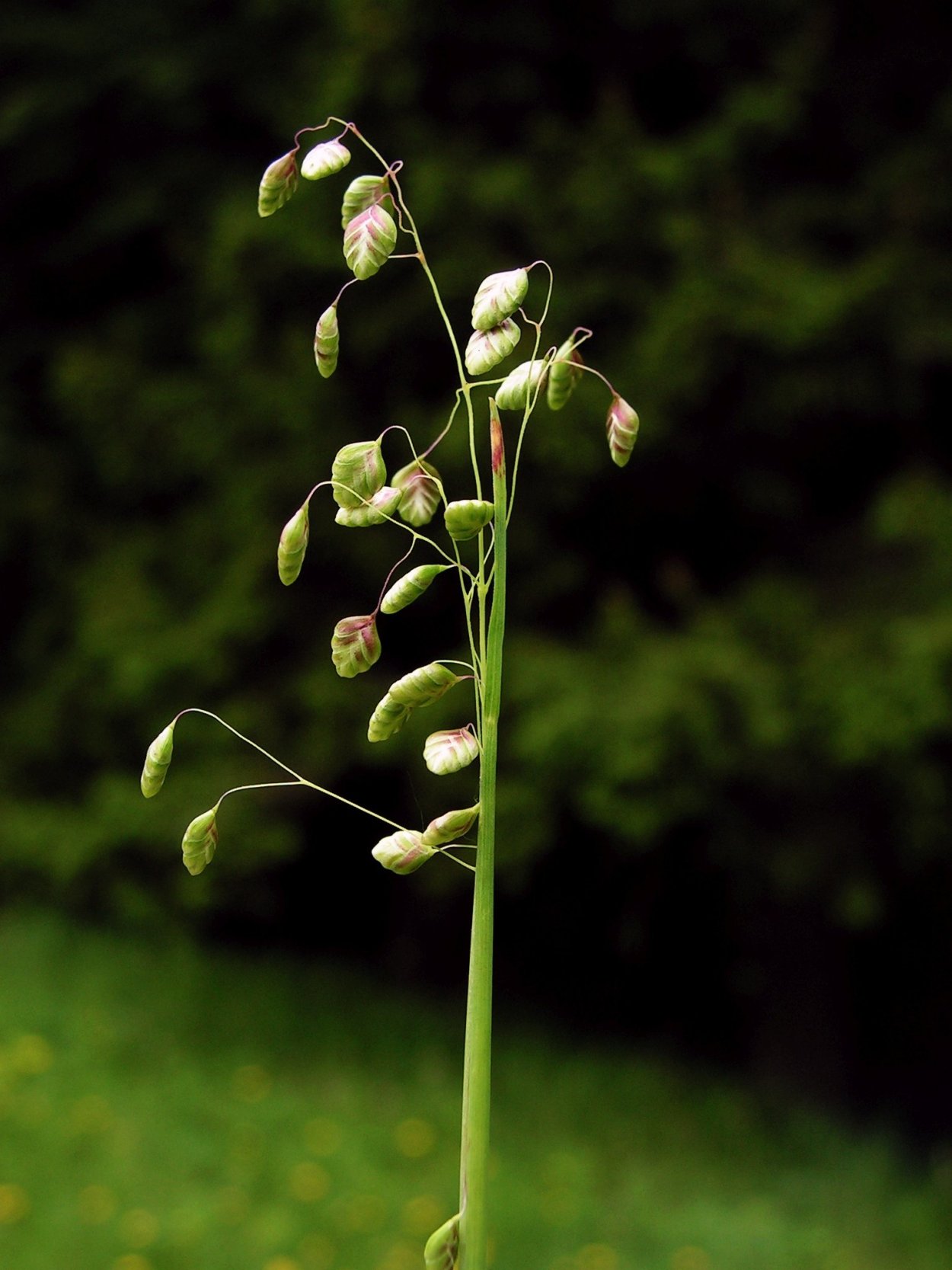 Кукушкины слезки трясунка