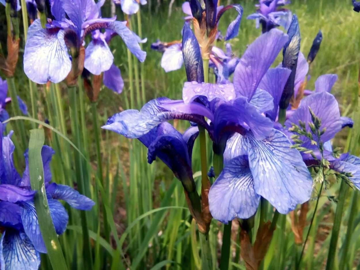 Ирис Кукушкины слезки