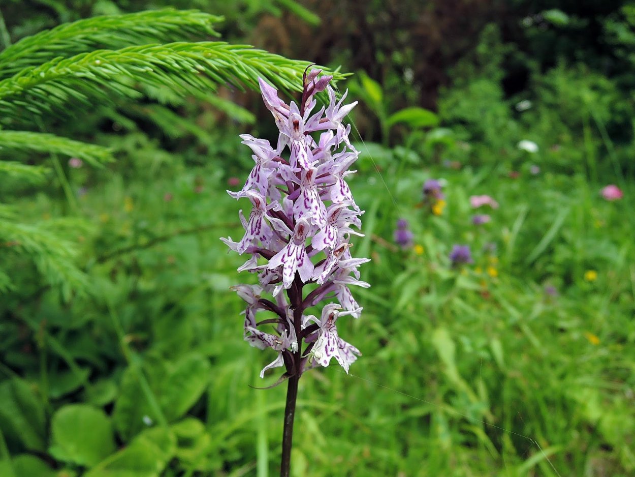 Кукушкины слёзки растение