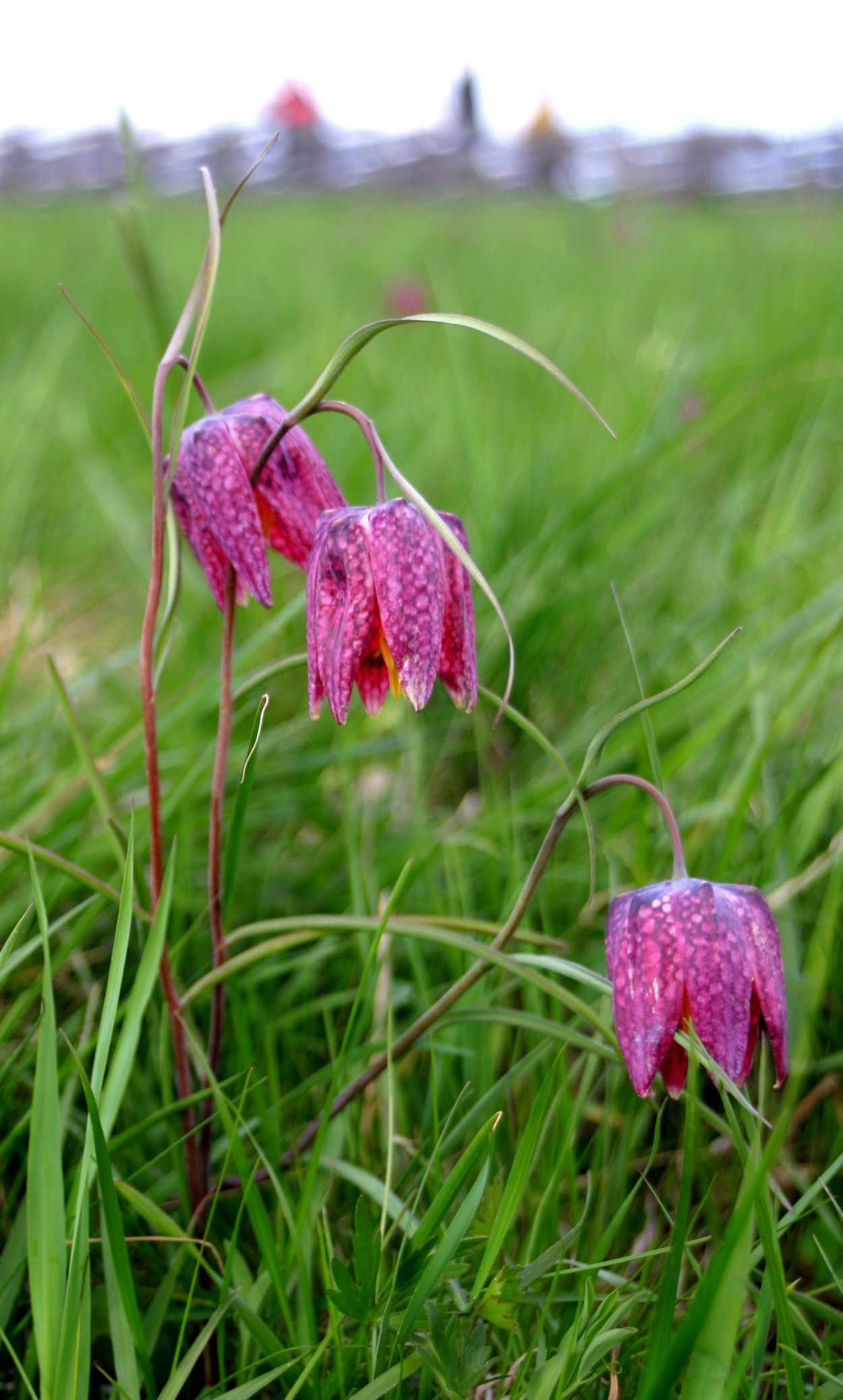 Кукушкины слёзы растение