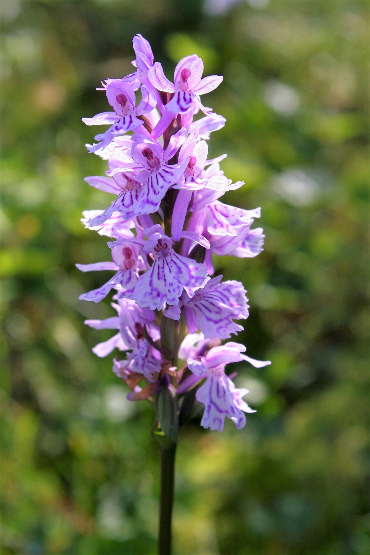 Ирис Кукушкины слезки