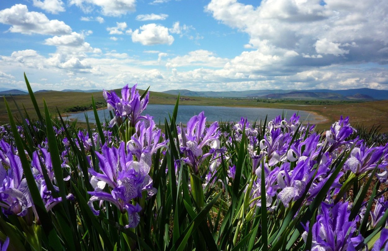 Касатик Озёрный