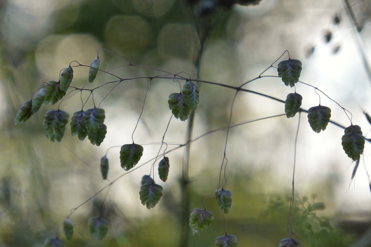 Болонские слезки