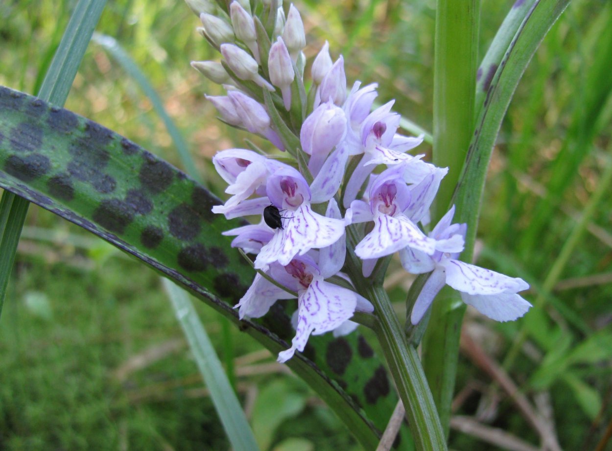 Дикая Орхидея ятрышник пятнистый