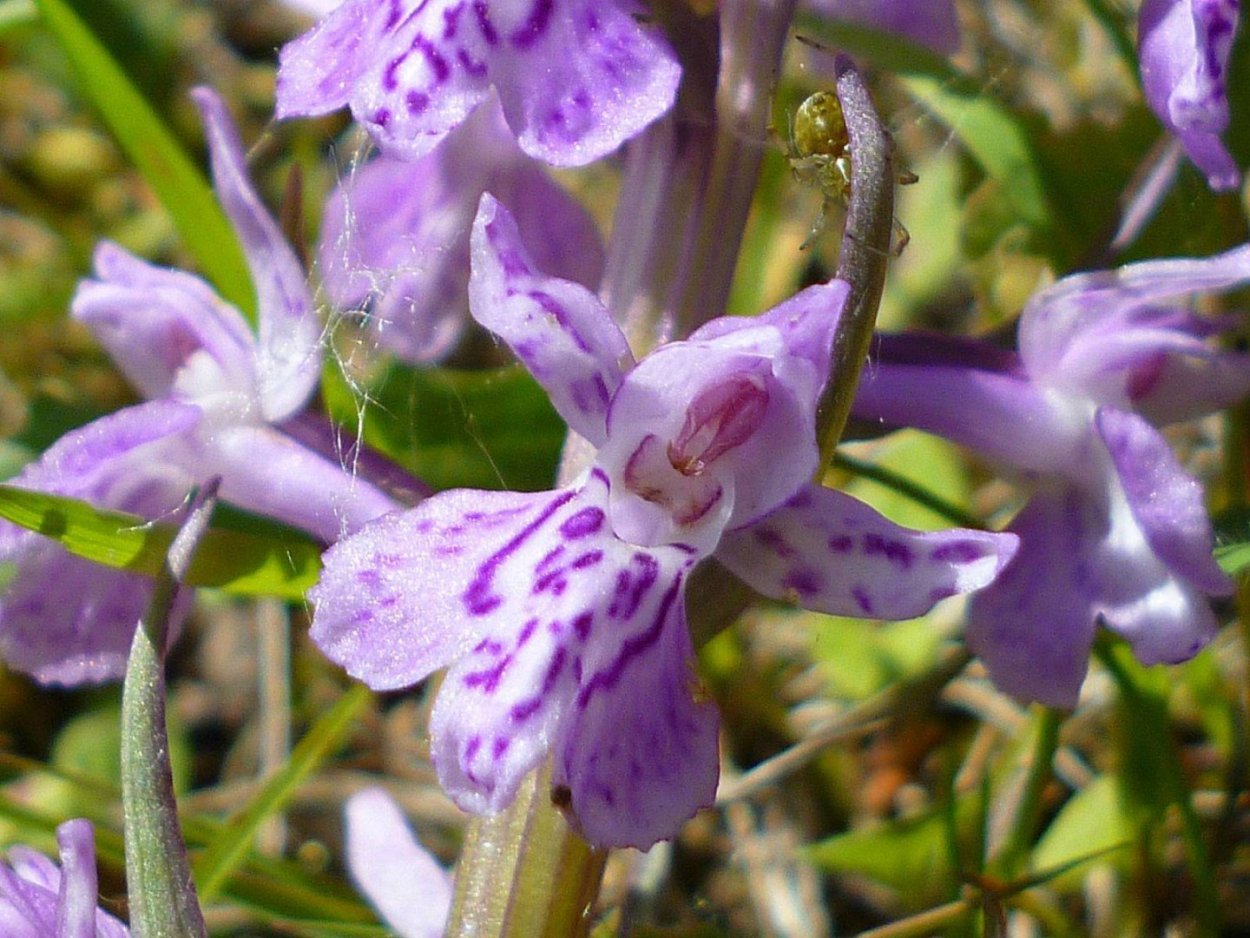 Гнездоцветка клобучковая фото