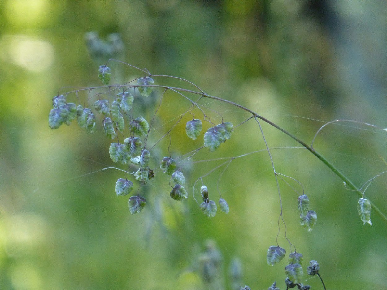 Кукушкины слезки трава трясунка