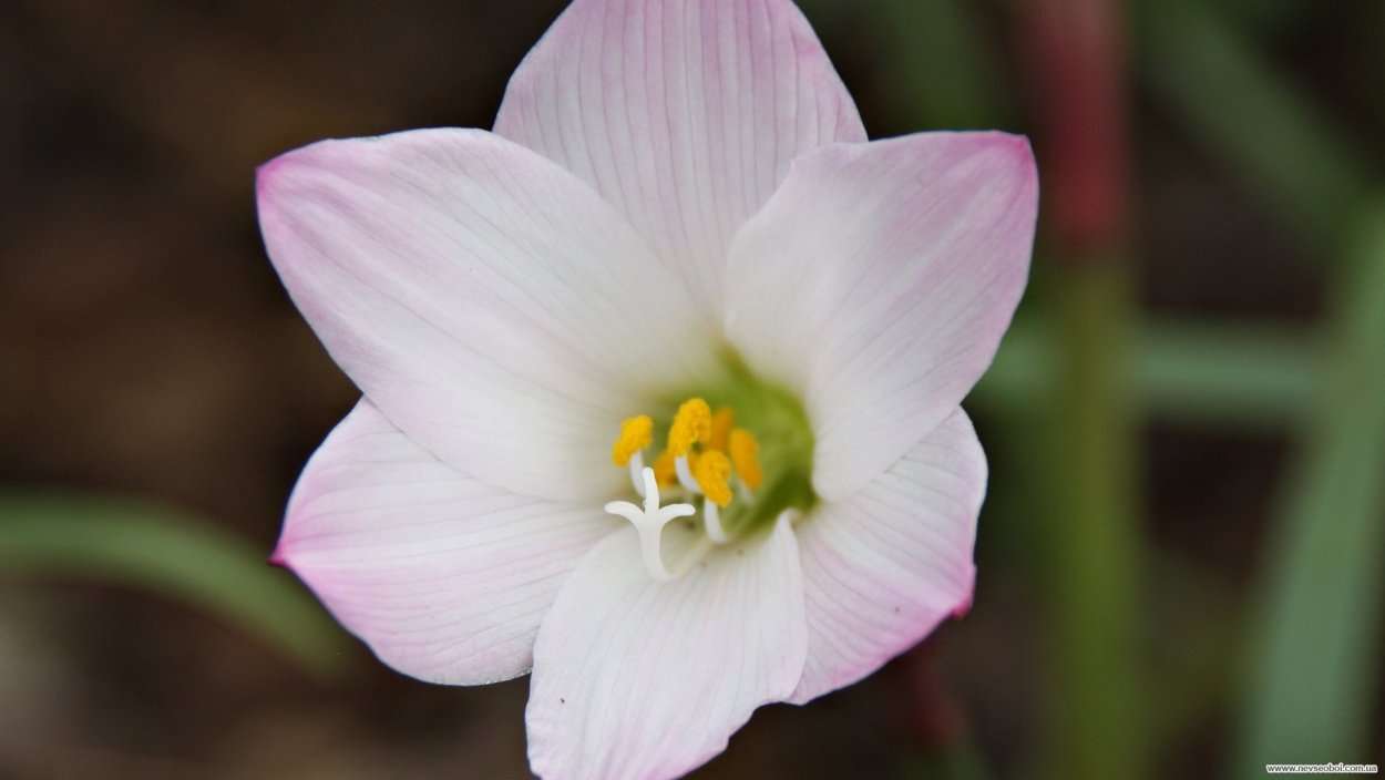 Цветок покрытосеменных