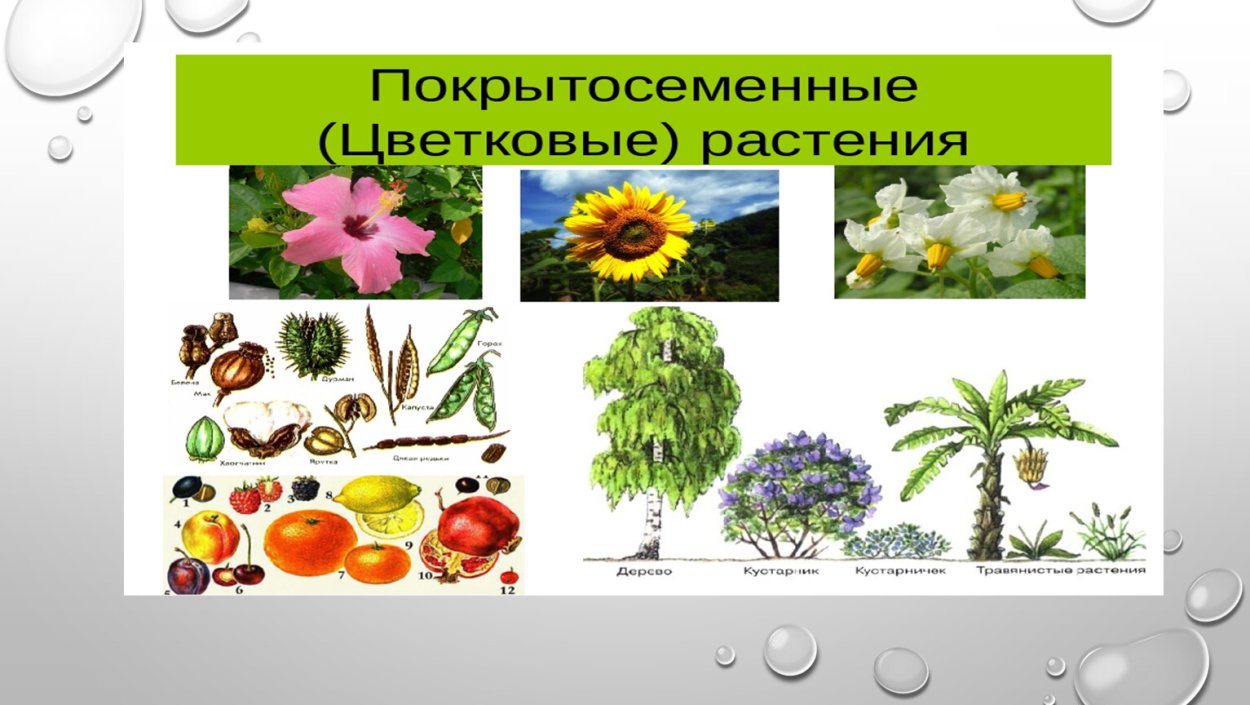 К покрытосеменным относятся