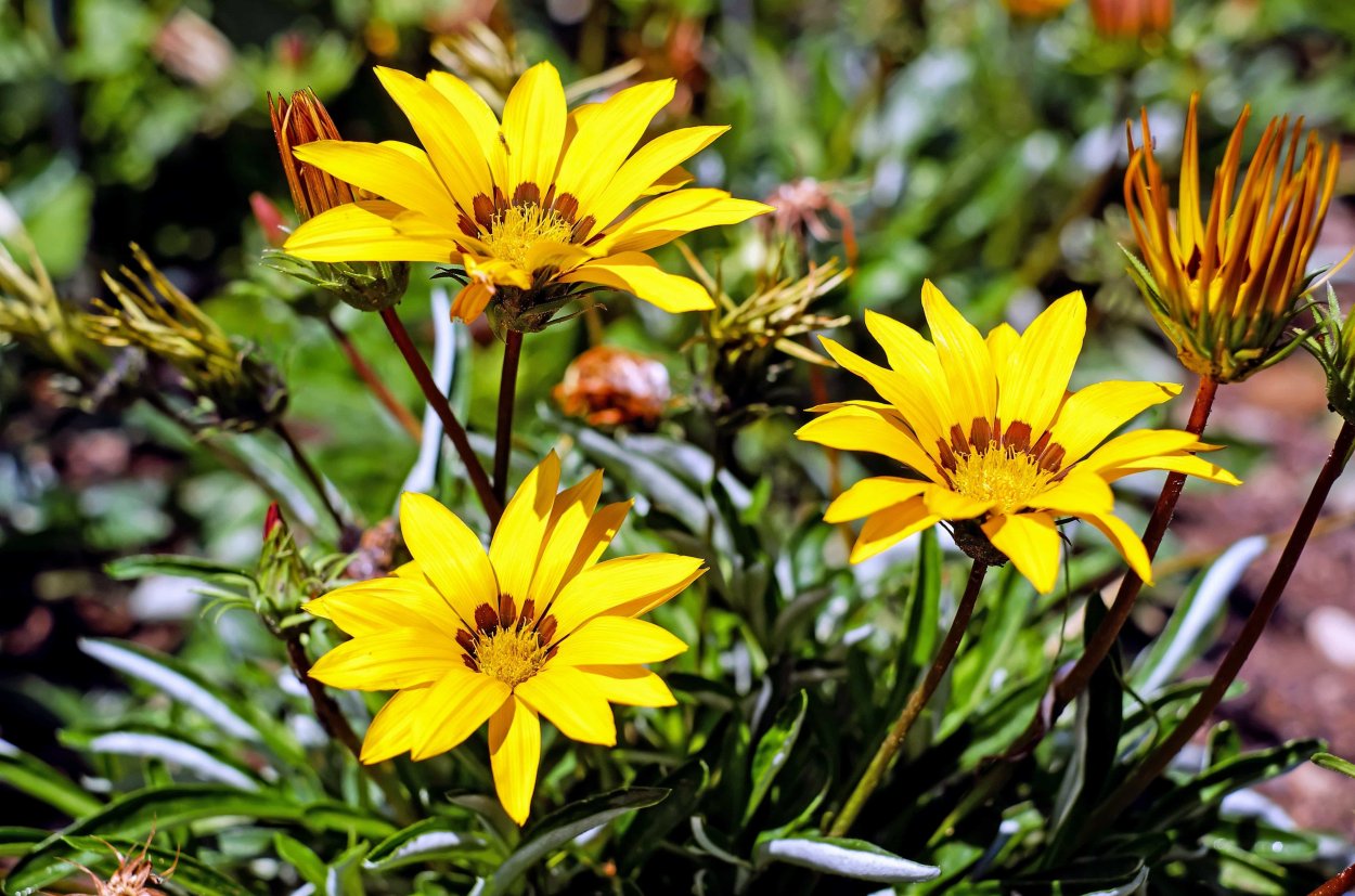 Цветковые растения