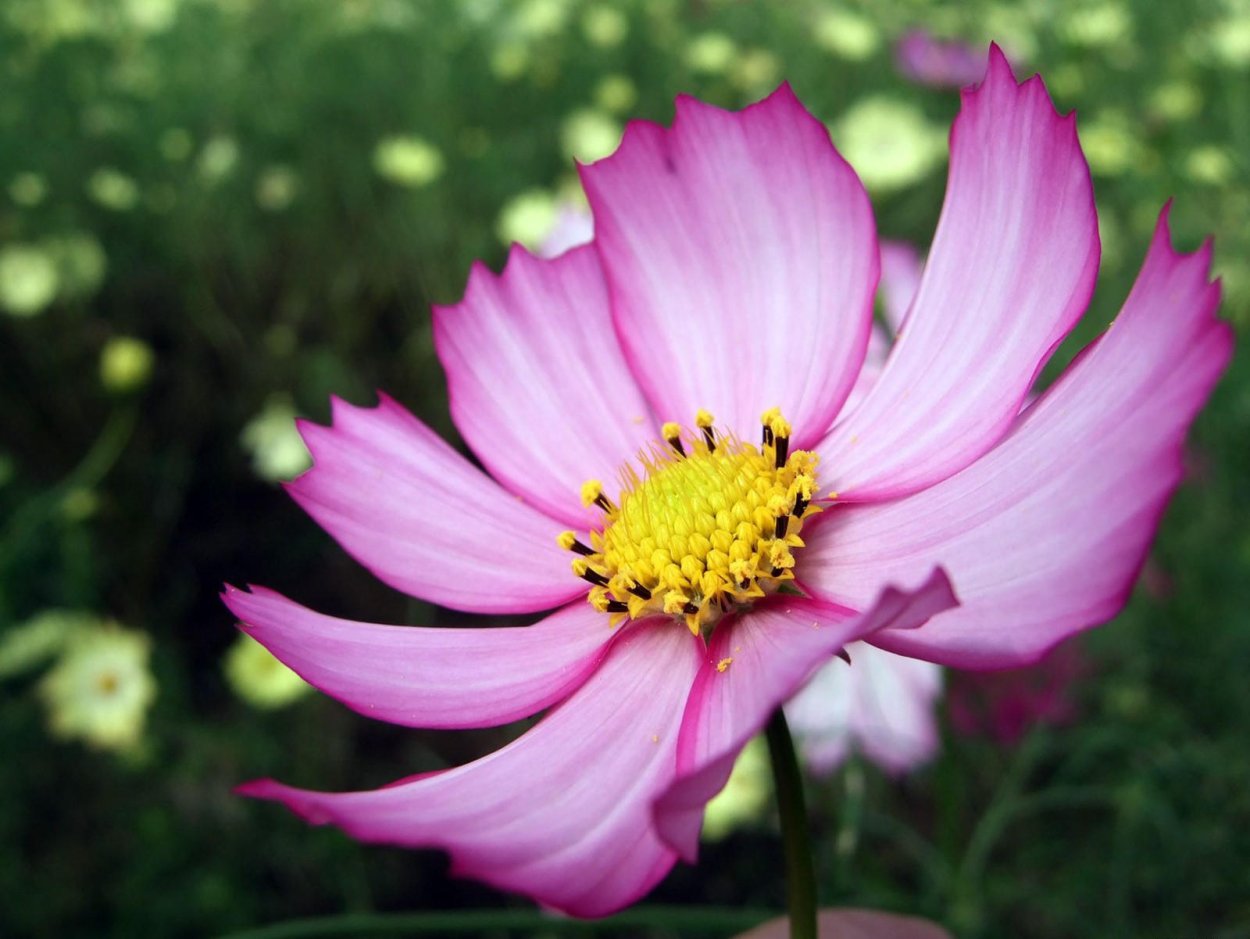 Космея Злата